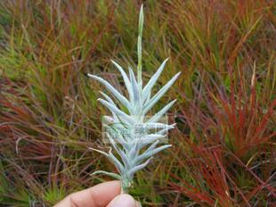 展示 Tillandsia paleacea Enano毛毛微型粗糠变种