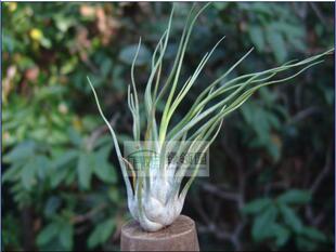 展示 空气凤梨 Tillandsia Showtime 非雨林多毛版章鱼x电卷
