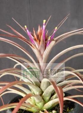 展示 空气凤梨 T. concolor x bradeana 空可乐×修女