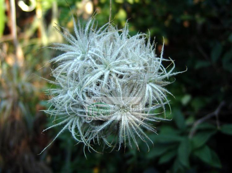 小型品种群生空气凤梨