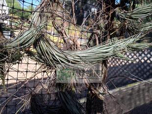 空气凤梨【展示】T.heteromorpha'Rope Type'超罕火箭头狐尾变种