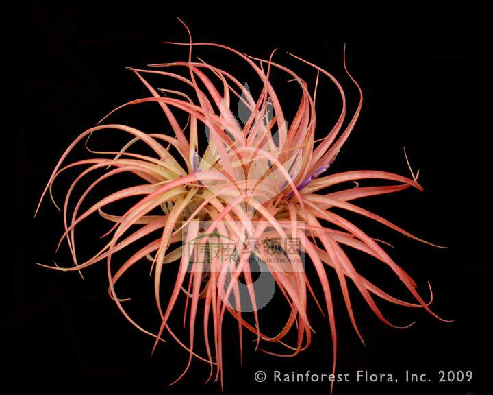 展示 空气凤梨 Tillandsia brachycaulos 贝可利