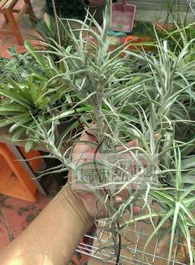 【展示】T.Diaguitensis Large Form(Green) 香花大鱼骨绿色种