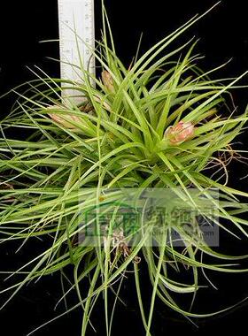 空气凤梨【展示】Tillandsia Stricta Green Clump Sm.绿多国小群