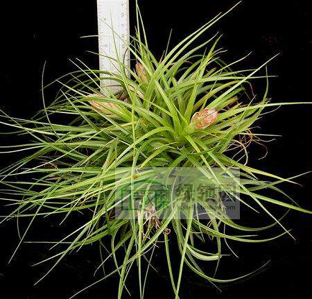 展示 空气凤梨 Tillandsia Stricta Green Clump Sm.绿多国小群