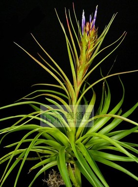 展示 空气凤梨 Tillandsia 'Biscayne' 波利x卡比塔塔