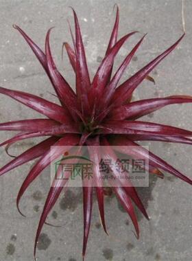 展示 空气凤梨 Tillandsia Abdita Red Form 修女红色种