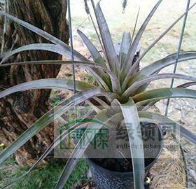 展 T.(xerographica x chiapensis) x fasciculata'Tropiflora'