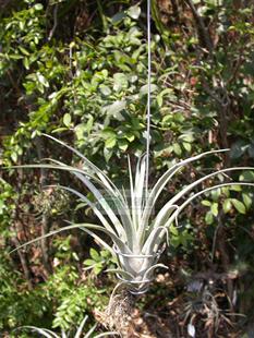 空气凤梨【展示】T.utriculata x flexuosa giant银色兀鹫x巨旋风