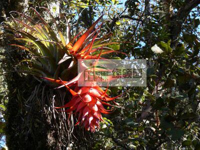 展示 空气凤梨 Tillandsia violacea 巨型下垂大花品种
