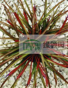展示 空气凤梨 Tillandsia Flabellata 火焰