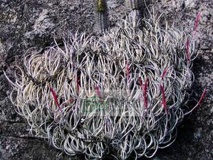 空气凤梨【展示】Tillandsia Glabrior 原生品种‘鸡爪’(大号)