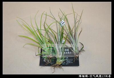 绿领园空气凤梨植物无土栽培ionantha v. van-hyningii肥万汉精灵
