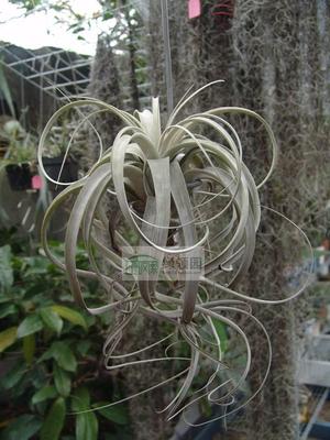 杂交霸王空气凤梨