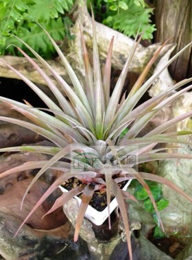 空气凤梨【展示】T.capitata'orange'x xerographica卡比橘色霸王