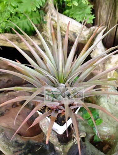 展示 空气凤梨 T.capitata'orange'x xerographica卡比橘色霸王