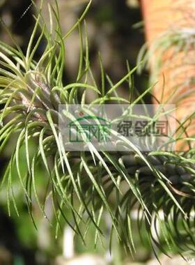 空气凤梨【展示】Tillandsia funckiana var. recurvifolia '银狐