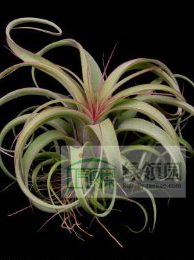 空气凤梨【展示】Tillandsia Concolor x Strephylla 可乐卷