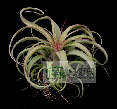 空气凤梨【展示】Tillandsia Concolor x Strephylla 可乐卷