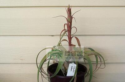 展示 空气凤梨 Tillandsia belloensis 原生品种贝乐斯