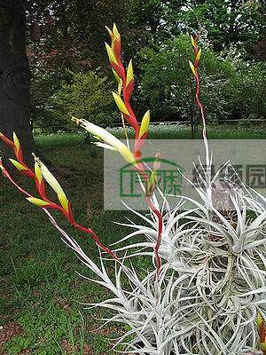 空气凤梨【展示】Tillandsia albida 阿比达（巨）