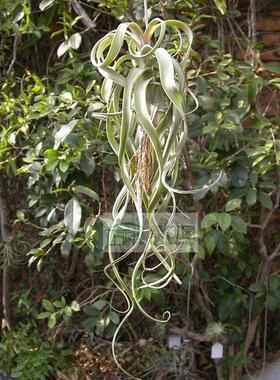 空气凤梨【展示】T.Balbisiana X Strephylla 柳叶×电卷