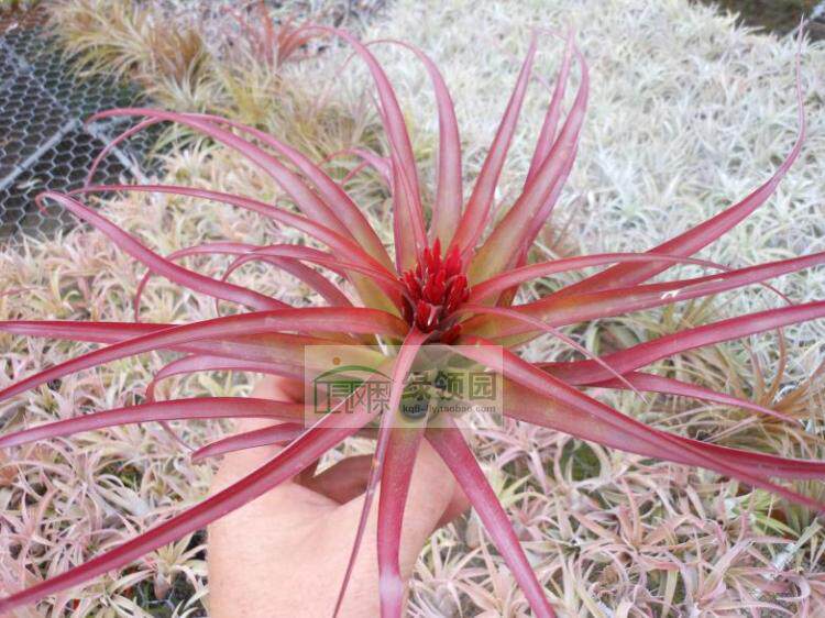 空凤【展示】T. Brachycaulos X Flabellata杂交品种贝可利x火焰