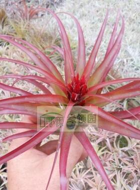 空凤【展示】T. Brachycaulos X Flabellata杂交品种贝可利x火焰