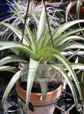 空气凤梨【展示】T.xerographica x capitata marron霸王×马龙