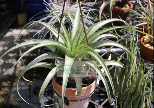 展示 空气凤梨 T.xerographica x capitata marron霸王×马龙