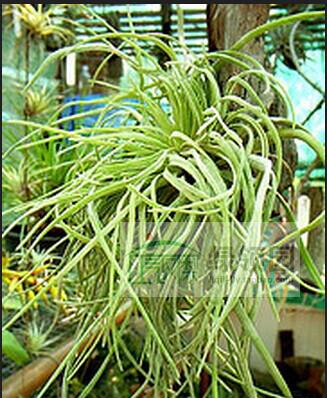 空气凤梨【展】T.Caput-Medusae Crested Large Clump美杜莎缀化