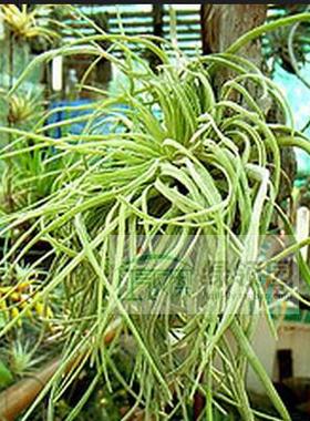 空气凤梨【展】T.Caput-Medusae Crested Large Clump美杜莎缀化