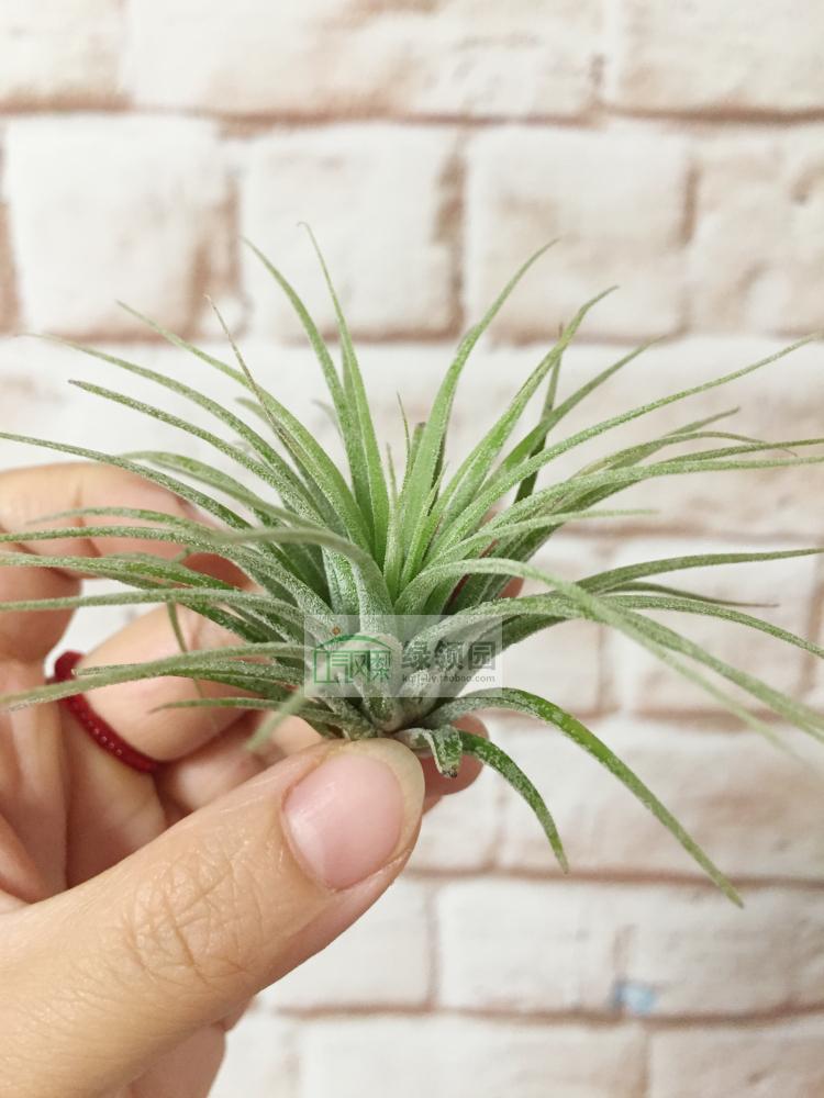 展示 空气凤梨 Tillandsia (ionantha fuego x druid) x hildae