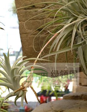 空气凤梨【展示】T. latifolia Gigante 毒药巨型变种-花梗芽型