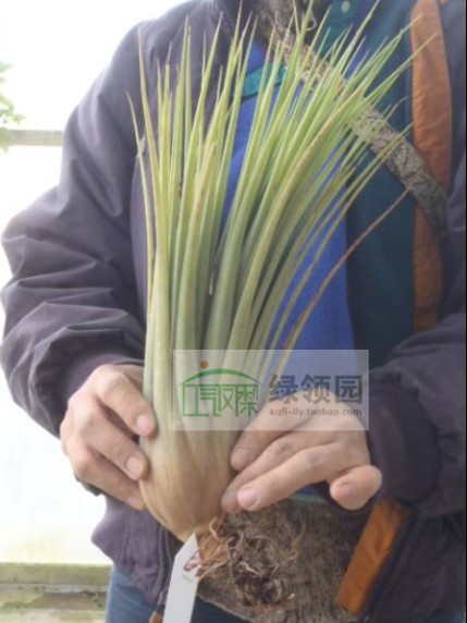 展示 空气凤梨 T.Xerographica x ionantha fuego