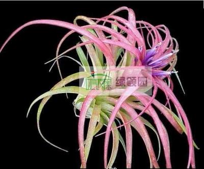 空气凤梨【展示】Tillandsia brachycaulos 贝可利