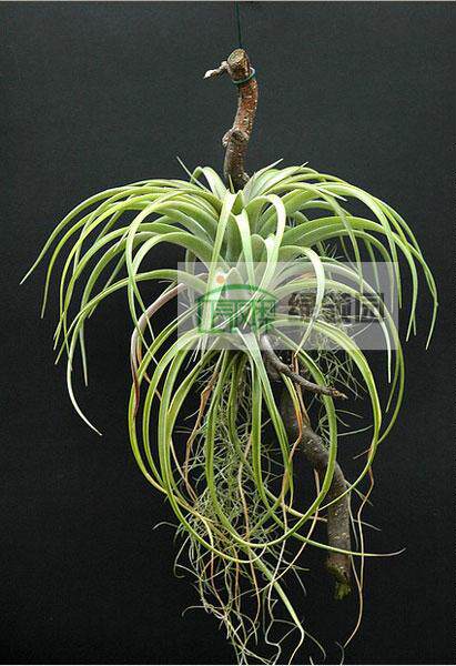 展示 空气凤梨 热带 Tillandsia utriculata Florida 银兀鹫 - 实物图
