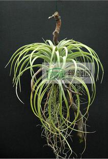 展示 空气凤梨 热带 Tillandsia utriculata Florida 银兀鹫