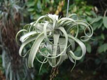 展示 空气凤梨 Tillandsia  'Jane Doe' 杂交品种'无名女神'