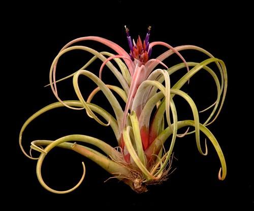 空凤【展】T. Caput X Capitata Peach红色版本美杜莎x卡比水蜜桃