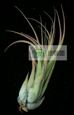 空气凤梨 Tillandsia seleriana x circinnatoides 犀牛角象牙