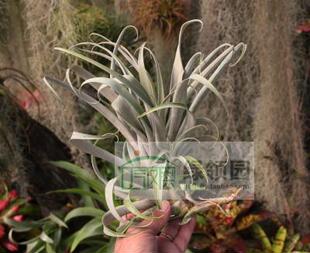 展示 空气凤梨 Tillandsia roseoscapa 肉丝卡帕 巨型银叶品种