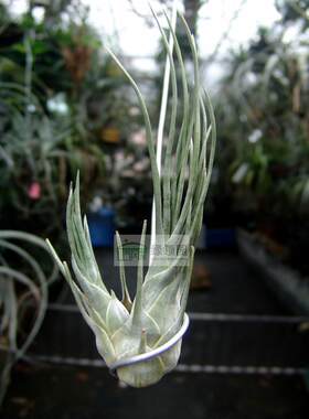 空气凤梨【展示】Tillandsia ariza-juliae 稀有原生品种阿海力