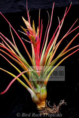 展示 空凤 鸟岩 Tillandsia Brazen 稀有杂交章鱼x凤尾