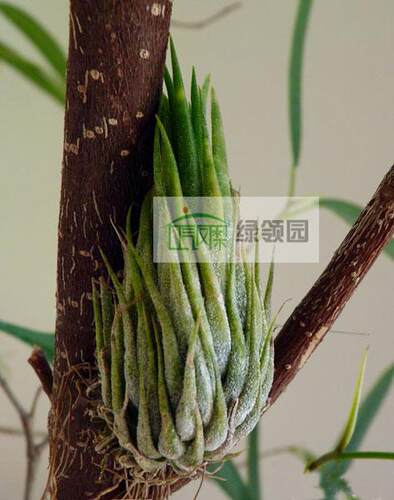 展示 空气凤梨 Tillandsia ionantha v. haselnuss 德国榛子精灵
