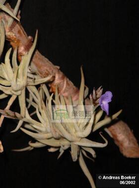 空凤-展-T.paleacea v.apurimasensis微型毛毛原生粗糠变种