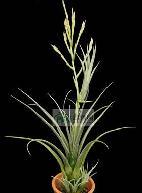展示 空气凤梨 T.dasyliriifolia'Yucatan Mexico'x intermedia