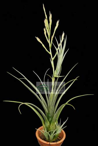 展示 空气凤梨 T.dasyliriifolia'Yucatan Mexico'x intermedia