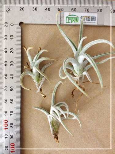 展示 空气凤梨  Tillandsia sp El Tule Mexico  银龙爪