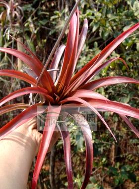 展示 空气凤梨 热带 Tillandsia capitata 'Marron'卡比塔塔'马龙